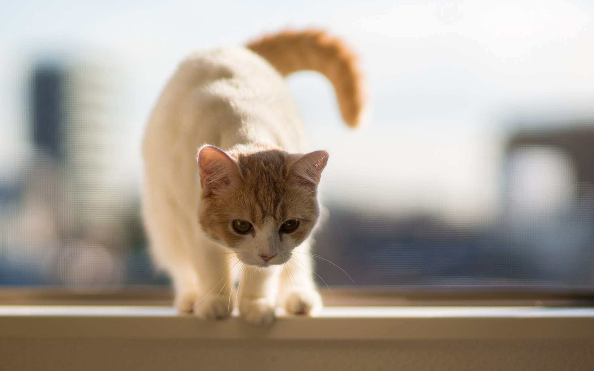 窗台上的猫